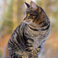 Kat 1