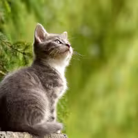 Kat 2