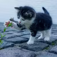 Kat 3